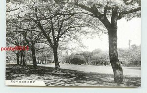 Xc6851●愛媛 道後公園の桜【絵葉書】