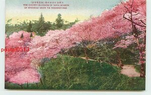Xb6027●奈良 吉野山 中千本の桜【絵葉書】