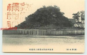 Xa1466●兵庫 曽根神社 二代霊松【絵葉書】