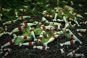  olive .. red white Be pictured aquarium from color .. red legs . Be two no character ~ Mothra 15 pcs 