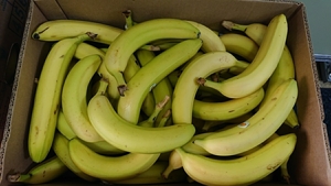 mo. banana [ postage half-price ] appearance bad! taste is together! meal ... processing also!*