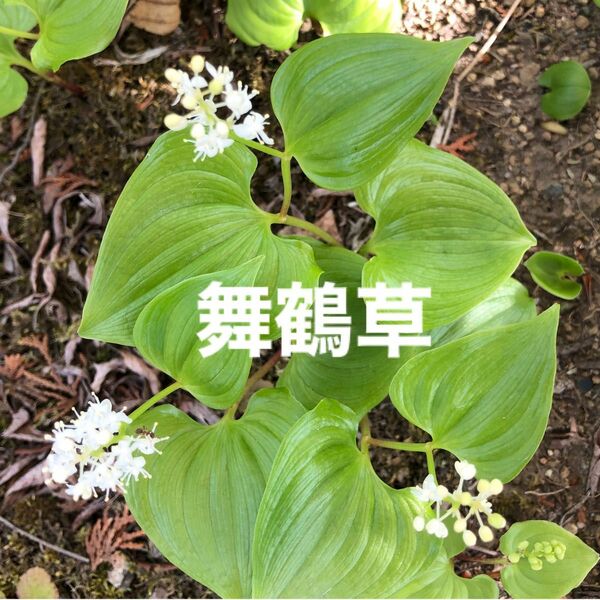 山野草　舞鶴草　抜き苗１０本　おまけ2本