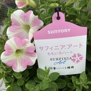 ★春のガーデニング　数量5　SUNTORY　ハートのサフィニア 桃色ハート　　大きい６号鉢