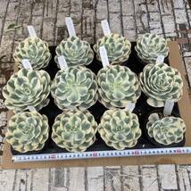 ★春の多肉植物　エケベリア　ルノーディーン　3.5号　12鉢セット_画像10