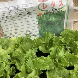 ★安心無農薬野菜苗　数量２　結球　レタス　ノーブルSP 10ポットセット