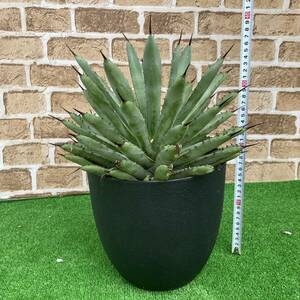 ★アガベ・マクロアカンサ　Agave macroacantha　８号　h40cm