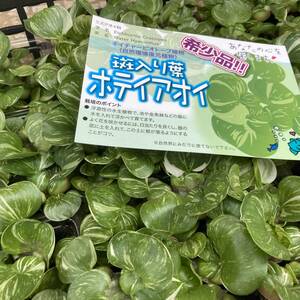 ★自然環境復元植物　希少品　斑入りホテイアオイ　45株セット