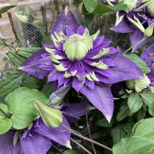 * consecutive holidays sale * clematis amount 6 arrow festival gardening clematis large river 5 number pot 