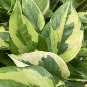 ★ポトス希少品種　数量4　Pothos Emerald ポトス エメラルド　５号鉢