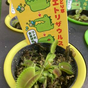 ★連休セール★食虫植物　ハエトリザウルス　15鉢セット