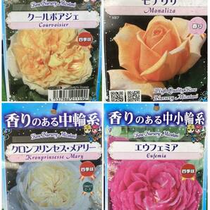 ★月末セール（送料1000円 沖縄1500円）水谷農園 香り フレグランスローズ ミックス ４号 15鉢セットの画像2