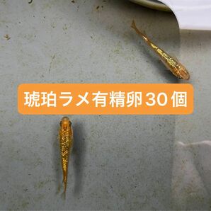 琥珀ラメ有精卵30個＋α