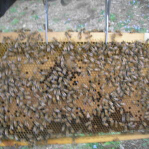◎◇★西洋蜜蜂ミツバチ ３枚群 1円スタートA の画像4