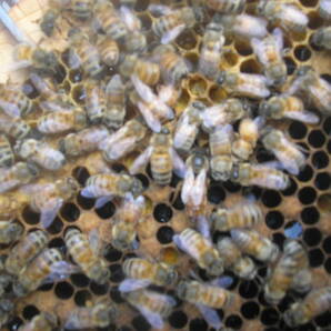 ◎◇★西洋蜜蜂ミツバチ ３枚群 1円スタートBの画像5