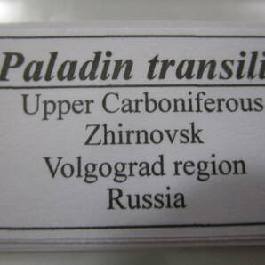 ロシア産 石炭紀 三葉虫 化石 Paladin transilis 希少種 白磁の様 見事な保存状態の画像10