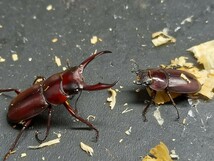 ミシマコクワガタペア 硫黄島産 赤い綺麗なクワガタです。即ブリ ⑪_画像1