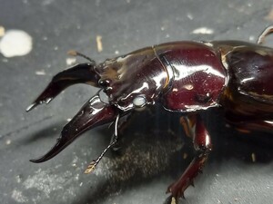 赤レギウスホワイトアイ ♂単品 親種にいかがですか♂76.7赤みは写真で確認。未後食 ③