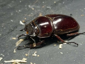 赤レギウスホワイトアイ ♀単品 ♀42.0赤みは写真で確認。未後食 ⑧