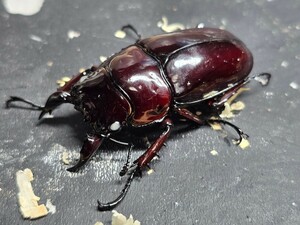 赤レギウスホワイトアイ ♂単品 ♂50.3赤みは写真で確認。未後食⑨