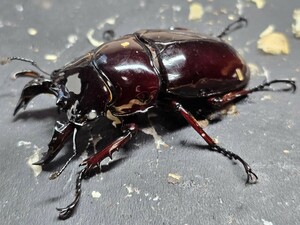 赤レギウスホワイトアイ ♂単品 ♂57.4赤みは写真で確認。未後食⑤