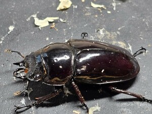 赤レギウス♀単品(親 赤レギ×赤レギ)新生虫未使用 赤色等は写真でご確認。♀43.4 ⑧