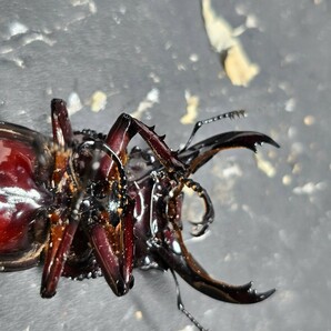 赤レギウス♂単品(親 赤レギ×赤レギ)新生虫未使用 赤色等は写真でご確認。♂64.0 ⑦の画像8