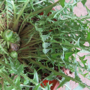 山野草 八房タンポポ 花がくっ付いて咲く １株です。の画像5