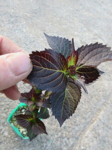 山野草　斑入り　①　　カラス葉　アジサイ　　紫陽花