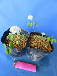 山野草　②　梅花カラマツ草　　白花八重咲き（菊咲き）　　２鉢