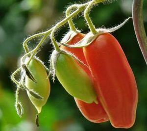 固定種 トマト 種子 10粒 調理用 ミラノプラム