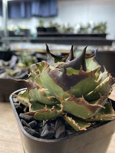 [.. production * departure root ending . stock ]... King Arthur KING ARTHUR agave chitanota[mr.kusamura]