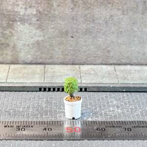【MC-200】1/64 スケール 観葉植物 鉢 フィギュア ミニチュア ジオラマ ミニカー トミカ