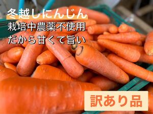 にんじん　10kg 訳あり品