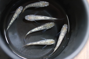 二橋養魚場産 （メダカ）シャンパンゴールドラメ 若魚　5匹セット　②