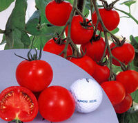 ☆【農園】■中玉トマト レッドオーレ■2野菜苗　２０ポット 