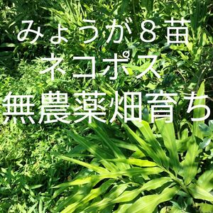 みょうが苗　みょうが８苗土付きネコポス発送　無農薬畑育ち　きれいな空気で育てています　香味野菜苗　薬味野菜苗　健康食材　農家直送　