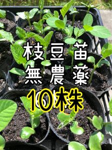 枝豆苗　10株　無農薬