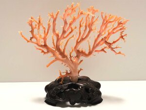 アンティーク 本珊瑚 126.5g(台座含む) 原木 置物