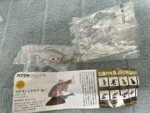 海洋堂☆カプセルQ 日本の動物☆琵琶湖/母なる古代湖　　イチモンジタナゴ（雄）