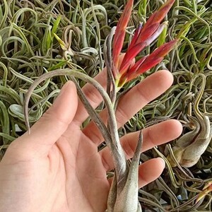 Y125 Tillandsia caput-medusae (台湾株)【3/26輸入・チランジア(ティランジア)・カプトメデューサエ】