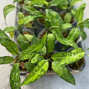 Y147「細葉」Aglaonema pictum tricolor 'Star Spot' (台湾株)【3/26輸入・アグラオネマ・ピクタム・トリカラー・アロイド】の画像1