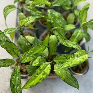 Y147「細葉」Aglaonema pictum tricolor 'Star Spot' (台湾株)【3/26輸入・アグラオネマ・ピクタム・トリカラー・アロイド】