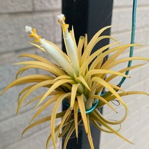 Y219 Tillandsia ionantha 'Druid' (台湾株)【3/26輸入・チランジア (ティランジア)・イオナンタ・ドルイド】