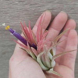 Y262 Tillandsia ionantha 'Peach' (台湾株)【3/26輸入・エアープランツ・チランジア (ティランジア)・イオナンタ・ピーチ】の画像1