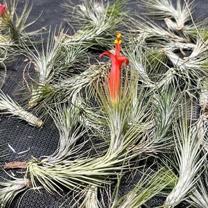 Y035[2 вида комплект ]Tillandsia funckiana 'Silver' + Tillandsia caput-medusae[ воздушный растения *chi Ran jia(ti Ran jia)]