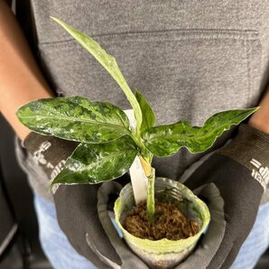 Y060 Aglaonema pictum tricolor 'Star Spot' (台湾株)【3/26輸入・アグラオネマ・ピクタム・トリカラー・スター スポット・アロイド】の画像1