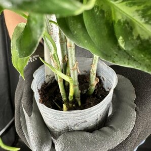 Y061「特大株」Aglaonema pictum tricolor (台湾株)【3/26輸入・アグラオネマ・ピクタム・トリカラー・アロイド】の画像6