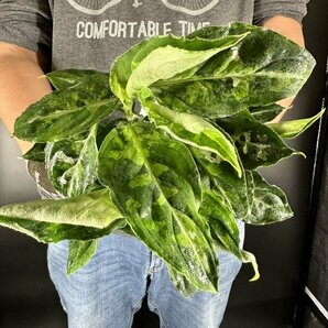 Y061「特大株」Aglaonema pictum tricolor (台湾株)【3/26輸入・アグラオネマ・ピクタム・トリカラー・アロイド】の画像5