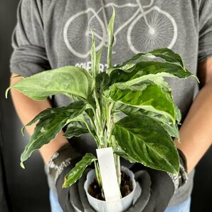 Y062「特大株」Aglaonema pictum tricolor (台湾株)【3/26輸入・アグラオネマ・ピクタム・トリカラー・アロイド】の画像4