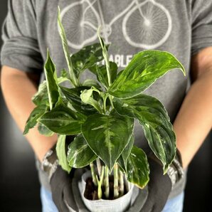 Y062「特大株」Aglaonema pictum tricolor (台湾株)【3/26輸入・アグラオネマ・ピクタム・トリカラー・アロイド】の画像3